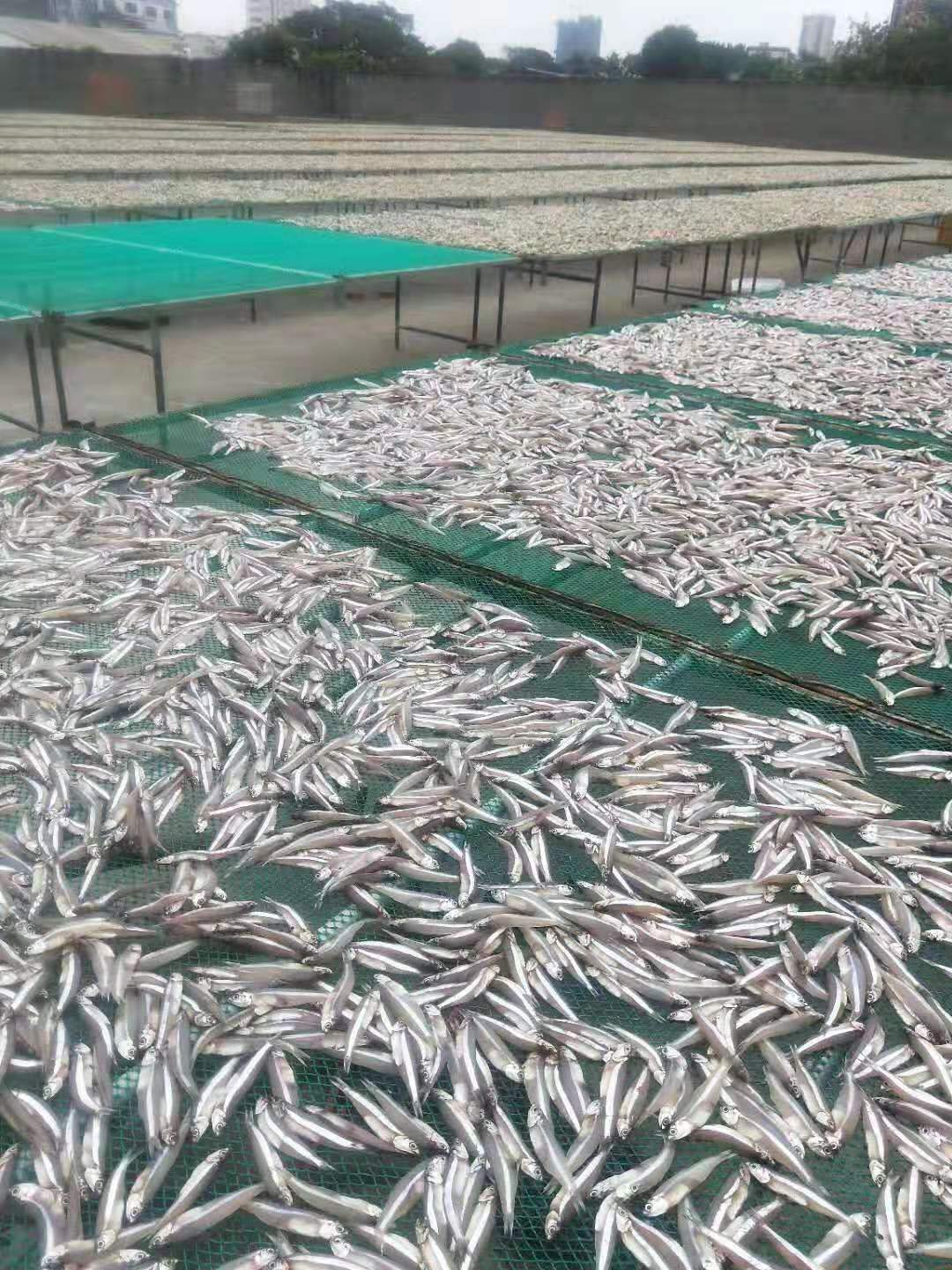 广西北海晒场常年批发白帆鱼干货